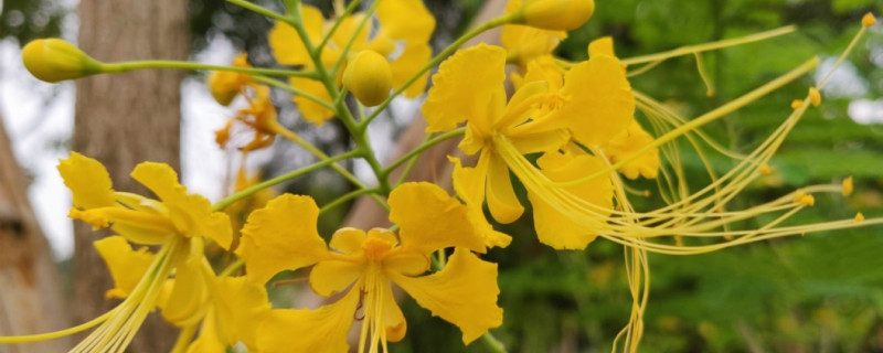 金凤花有没有花和果实