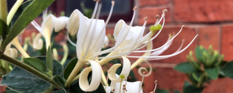 金银花有没有花和果实