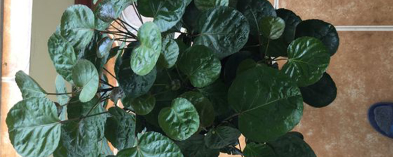 金钱兜有没有花和果实 金钱兜有没有花和果实