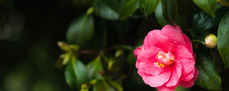 山茶花有没有花和果实