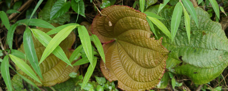 虎颜花有没有花和果实