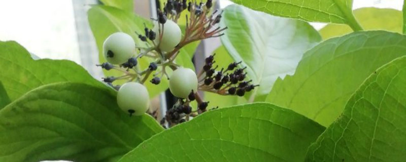 红瑞木有没有花和果实 红瑞木有没有花和果实