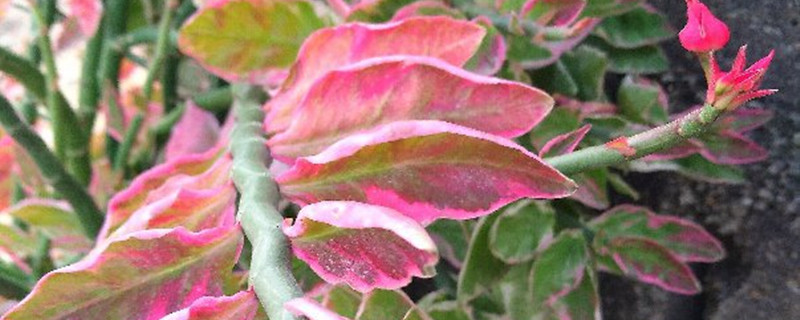 红雀珊瑚有没有花和果实 红雀珊瑚有没有花和果实