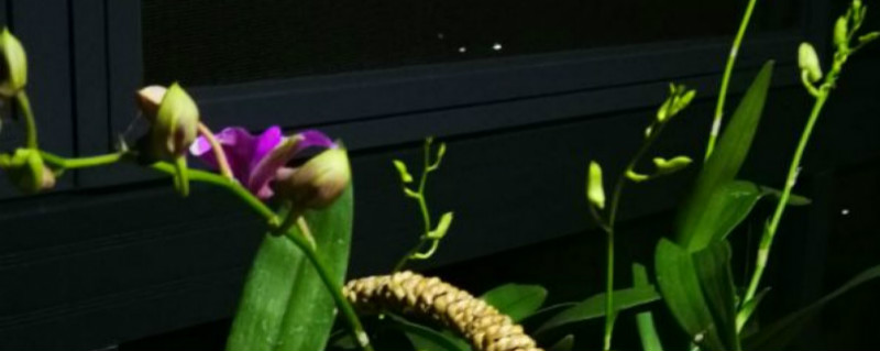 红花石斛有没有花和果实 红花石斛有没有花和果实