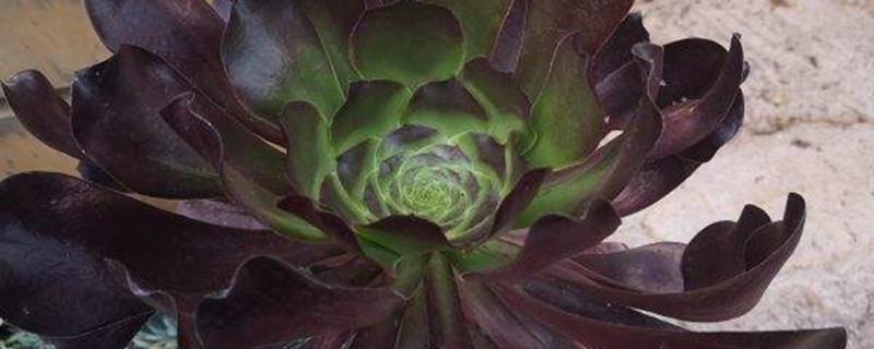 黑法师有没有花和果实