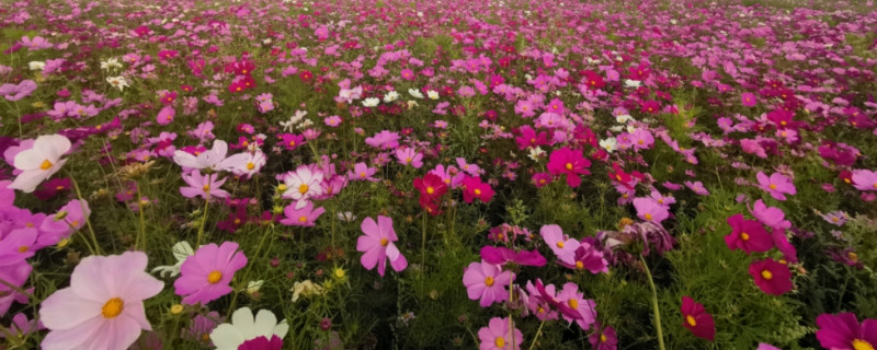 格桑花有没有花和果实