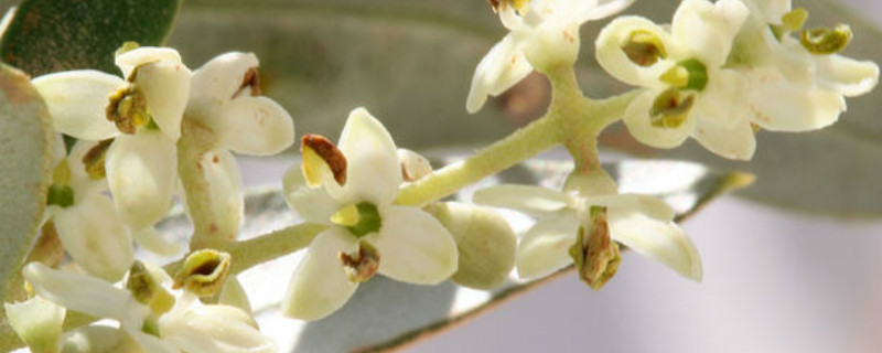 橄榄花有没有花和果实 橄榄花有没有花和果实