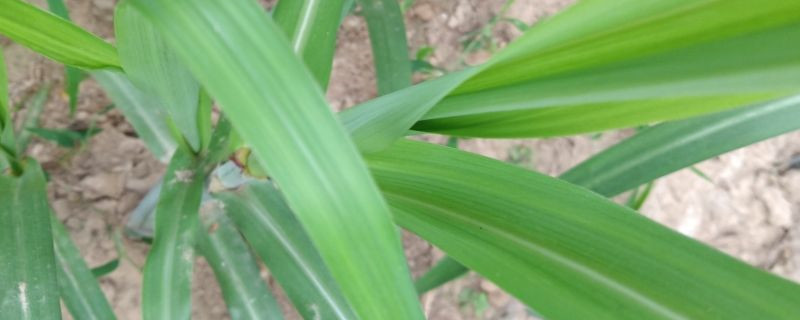 甘蔗有没有花和果实 甘蔗有没有花和果实