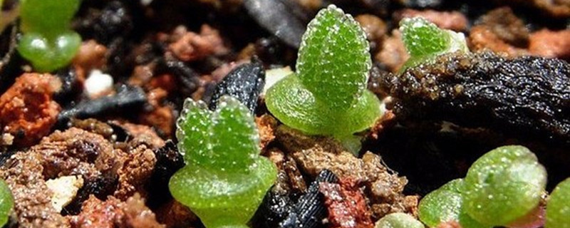 碧光环有没有花和果实