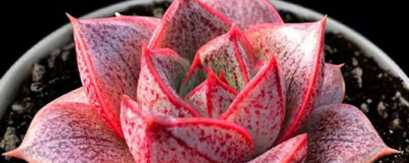 大和锦有没有花和果实 大和锦有没有花和果实