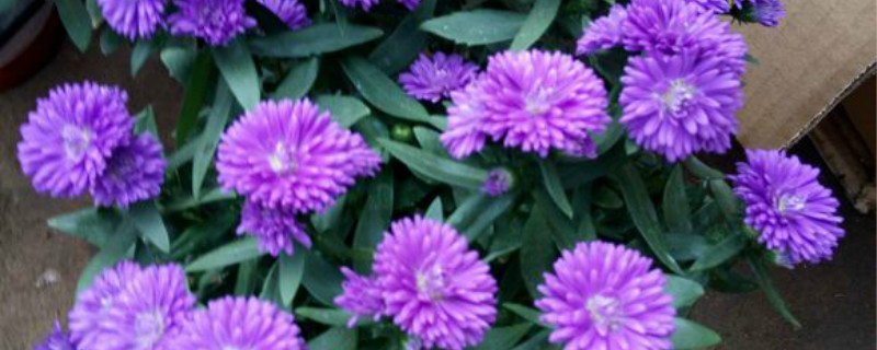 翠菊有没有花和果实 翠菊有没有花和果实