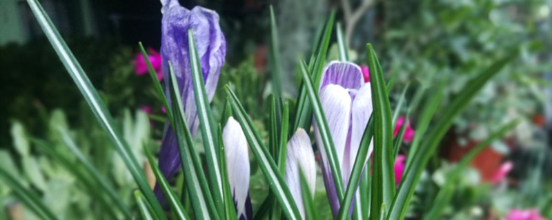 番红花有没有花和果实