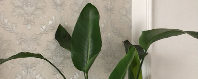 鹅莓有没有花和果实