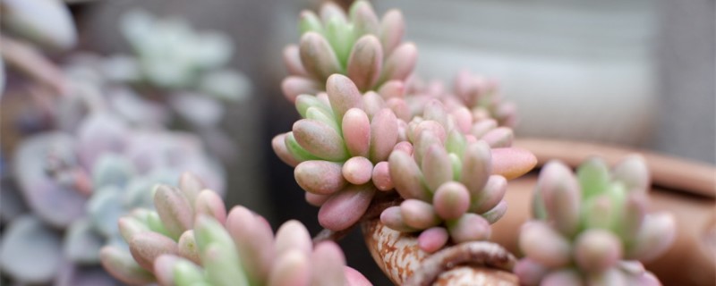 多肉有没有花和果实