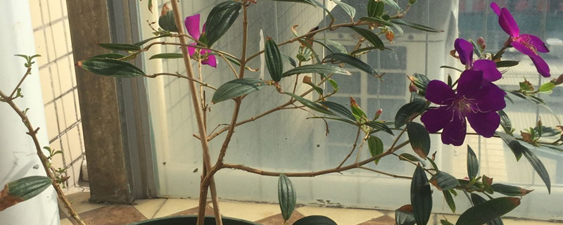多花野牡丹有没有花和果实 多花野牡丹有没有花和果实
