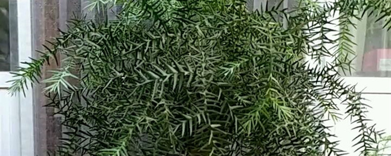 澳洲杉有没有花和果实 澳洲杉有没有花和果实