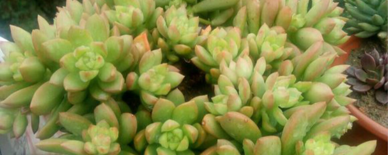 黄丽开花吗
