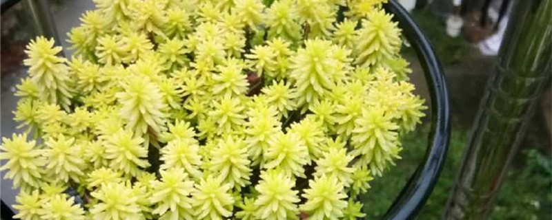黄金万年草开花吗 黄金万年草开花吗