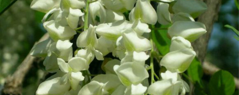 槐花开花吗