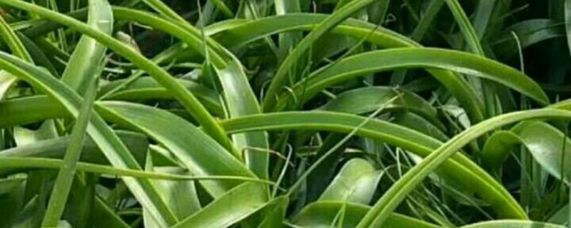 虎眼万年青养多久会开花 虎眼万年青养多久会开花