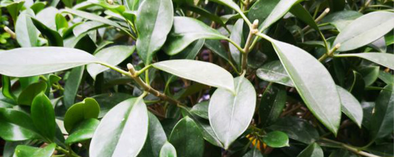 非洲茉莉养多长时间会开花