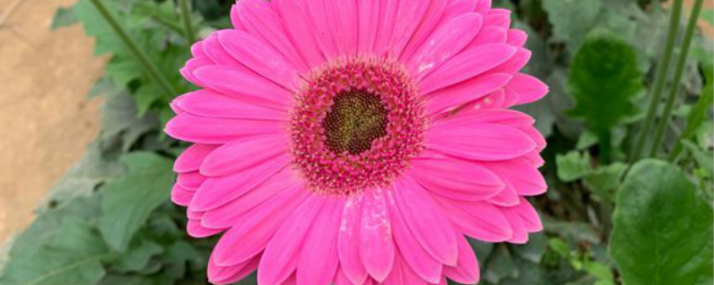 非洲菊开花吗 非洲菊开花吗