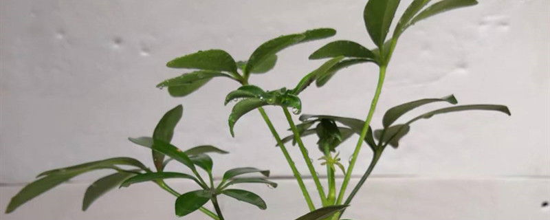 鹅掌柴开花吗 鹅掌柴开花吗