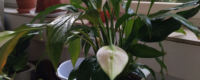 白掌开花吗 白掌开花吗