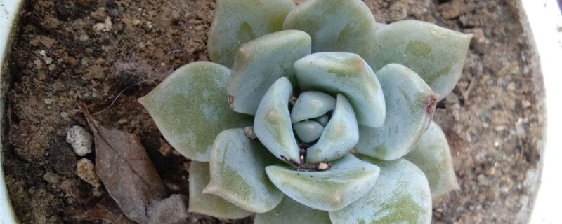 白牡丹开花吗