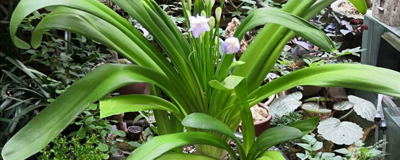 百子莲开花吗