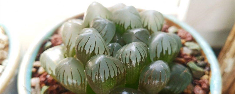 草玉露开花吗