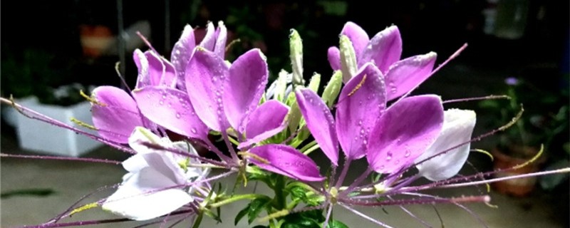 醉蝶花什么时候开花