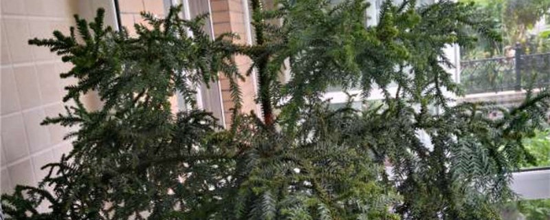 阳台如何养澳洲杉