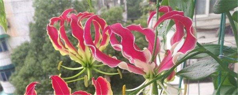 阳台如何养嘉兰