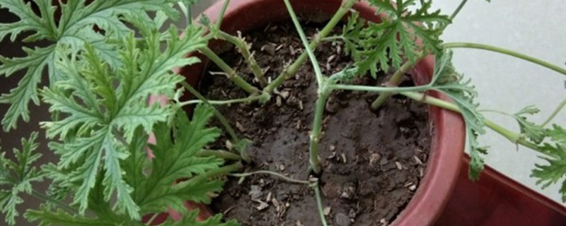 阳台如何养驱蚊草