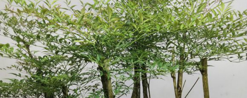 火焰南天竹和南天竹区别 火焰南天竹和南天竹区别