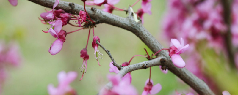 野棠花什么时候开