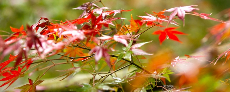 常德枫林花海观赏季节