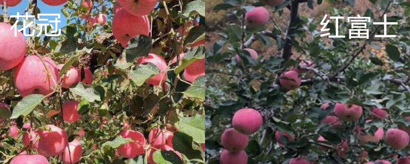 花冠苹果和红富士区别 花冠苹果和红富士区别