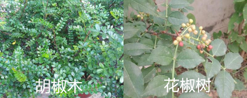 胡椒木和花椒树的区别