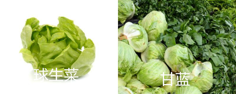 球生菜和洋白菜的区别