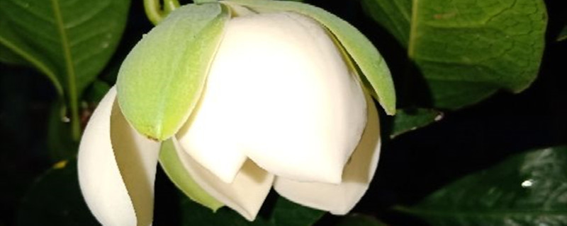 夜合花黄叶的原因和处理办法 夜合花黄叶的原因和处理办法