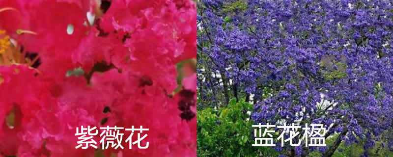 紫薇花和蓝花楹的区别 紫薇花和蓝花楹的区别