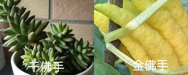 千佛手与金佛手的区别