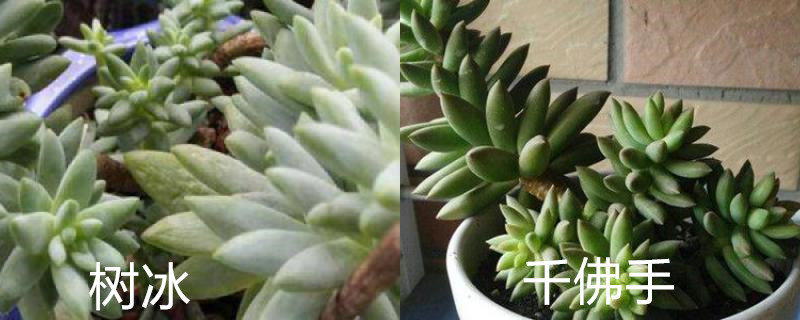 树冰和千佛手的区别 树冰和千佛手的区别