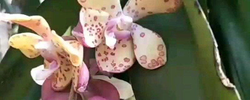万代兰黄叶的原因和处理办法