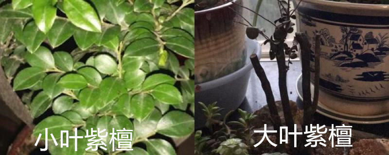 怎么辨别小叶紫檀和大叶紫檀