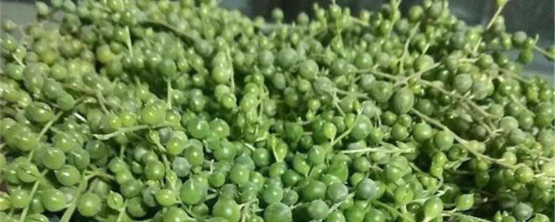 绿之铃的别名 绿之铃的别名