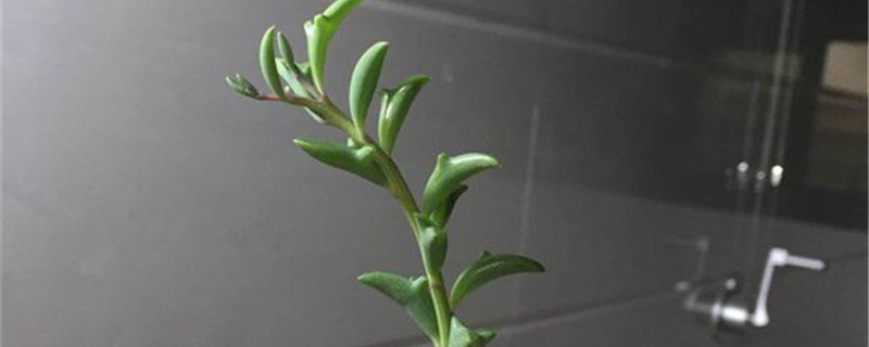 弦月浇水方法