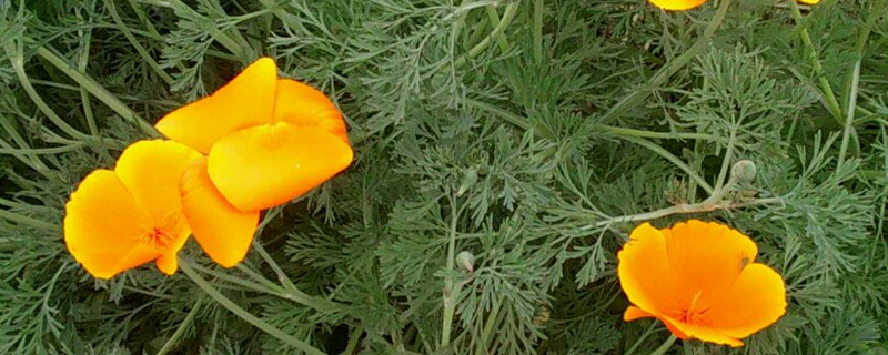 花菱草黄叶的原因和处理办法 花菱草黄叶的原因和处理办法